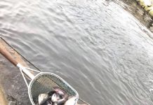 Pentru sănătatea dumneavoastră, consumaţi păstrăv de la Moara Domnească!