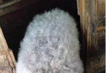 Porc de Mangaliţa şi curcani crescuţi în gospodărie – scumpi, dar mai sănătoşi pentru masa de Crăciun