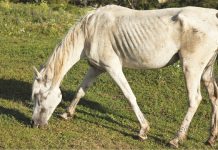 Anemie infecţioasă, depistată la un cal din Vălenii de Munte