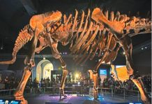 Bătrânul dinozaur Zarafasaura Oceanis nu va mai fi vândut la licitaţie