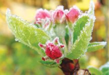 Fenomenele climatice din ultima perioadă au dus la pierderi în pomicultură şi viticultură