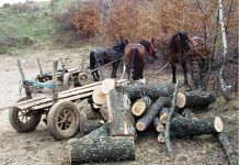 Fondul forestier din judeţ – în atenţia permanentă a Direcţiei Silvice Prahova