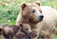 Autorităţile s-au mobilizat  în cazul ursoaicei de la Cheia