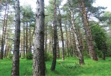 Acţiunile pentru protejarea fondului forestier din judeţ continuă