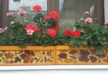 Călătorie înflorită în grădina bunicii…