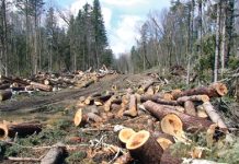 Fiu amendat pentru furt, iar mama pentru că a sunat la 112 nejustificat