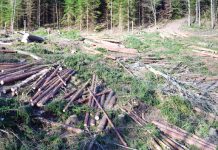 Peste un milion de lei – valoarea amenzilor date celor care furau din pădurile administrate sau păzite de către Direcţia Silvică Prahova