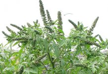 Societatea de Alergologie avertizează: ambrozia este un alergen foarte agresiv