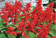 Un tratament contra osteoporozei, realizat dintr-o plantă utilizată în medicina tradiţională chinezească, are rezultate promiţătoare