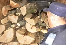 Mai nou, din pădurile prahovene se fură lemnul deja tăiat şi crăpat