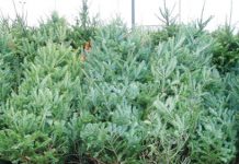 Romsilva vinde în acest an circa 60.000 de pomi de Crăciun