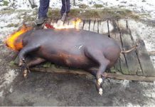 Atenţie la cum pârliţi porcul de Crăciun şi cum folosiţi instalaţiile electrice de Revelion !