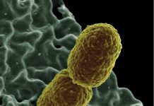 S-a găsit o nouă metodă de testare eficientă a rezistenţei bacteriilor la antibiotice