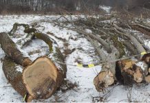 Furturile de material lemnos – la ordinea zilei