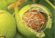 Un tribunal din Germania a decis că nucilor le este permis să cadă din pom