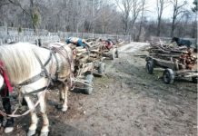 Nebunie în ceea ce priveşte furturile de material lemnos din pădurile administrate de Direcţia Silvică Prahova