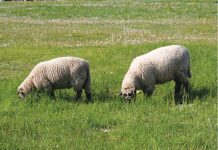 Administraţia locală din Rîfov a stabilit condiţiile în care pot fi utilizate păşunile aflate în domeniul public şi privat al comunei