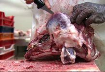 UE a decis: Sacrificarea rituală a animalelor doar într-un abator nu încalcă libertatea religioasă