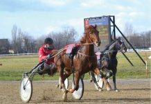 Trap – puţin, galop – amical!