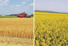 Premieră în agricultură: rapiţa se recoltează odată cu grâul!