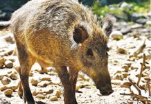 Bulgaria va construi un gard la frontiera cu România, de teama răspândirii pestei porcine