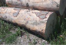 Prahovean prins că a tăiat la Salcia nu mai puţin de 25 de arbori de fag !