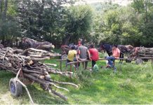 Năravul din fire n-are lecuire: continuă furturile din pădurile administrate de către Direcţia Silvică Prahova