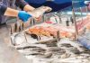 Ţara noastră produce tot mai puţin peşte şi importă masiv