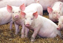 Autorităţile prahovene, în gardă în faţa pestei porcine africane