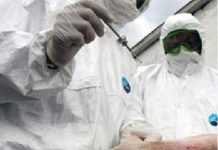 La Ciorani s-a instituit un punct de control temporar pentru prevenirea răspândirii pestei porcine africane