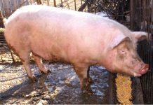 Comisarul european pentru Agricultură: 75% din porcii crescuţi în gospodăriile UE sunt în România; să ajutăm la stoparea răspândirii pestei porcine africane
