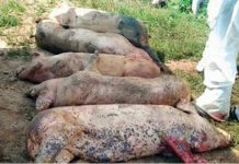 S-a făcut o statistică oficială a focarelor de pestă porcină cu trei luni înainte de Crăciun