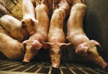 SUA interzic importul de porci din Polonia din cauza pestei porcine