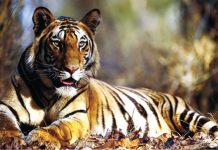 China a legalizat comerţul cu produse obţinute din tigri şi rinoceri