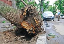 Primăria Sinaia, bună de plată pentru copacii rupţi pe domeniul public şi căzuţi pe proprietăţi private!