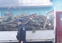 Nimic despre furturile de material lemnos cu căruţele. Doar despre transporturi ilegale cu autoutilitarele…