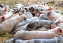 Prahova – destinaţia comercianţilor de purcei necrotaliaţi din Covasna