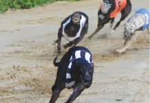 Încă o premieră pe hipodrom: curse de ogari