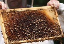 ACA: Excluderea albinei ca specie din noua Lege a zootehniei va aduce mari prejudicii apiculturii