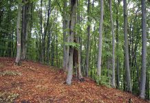 Tot mai puţin lemn furat din pădurile administrate de către Direcţia Silvică Prahova, tot mai multe controale