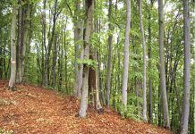 Managementul forestier al Direcţei Silvice Prahova – certificat de specialiştii din Marea Britanie !