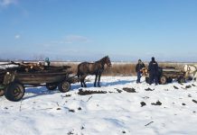 Ale cui păduri le păzeşte Ministerul Apelor şi Pădurilor? Răspunde ecoul: „Ale hoţilor”