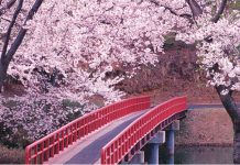 Cireșii din Kyoto nu au mai înflorit atât de devreme de acum 1200 de ani