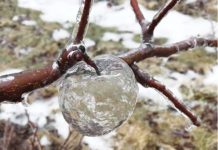 „Mere fantomă” au apărut într-o livadă din Statele Unite