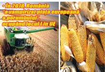 Producţia de porumb de anul trecut în Prahova, cea mai bună din ultimii peste zece ani !