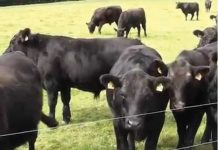 Iran cumpără 3.000 de tauri de carne de la crescătorii români