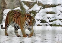 Cine vizitează Grădina Zoologică din Parcul Bucov poate afla şi povestea tigrului Alex