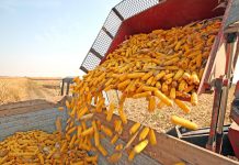 Ministrul Agriculturii susţine că România îşi va păstra primul loc în Uniunea Europeană şi în acest an la producţiile de porumb şi floarea soarelui