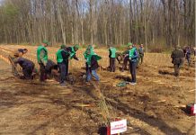 Direcţia Silvică Prahova – locul întâi, la nivel naţional, la numărul de puieţi oferiţi gratuit primăriilor