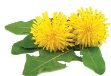 Tratamentul naturist cu păpădie poate face minuni pentru ficat şi vezica biliară